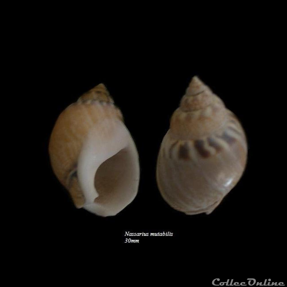 Nassarius mutabilis 30mm coquillage fossile gastropodum nassarius mutabilis 30mm