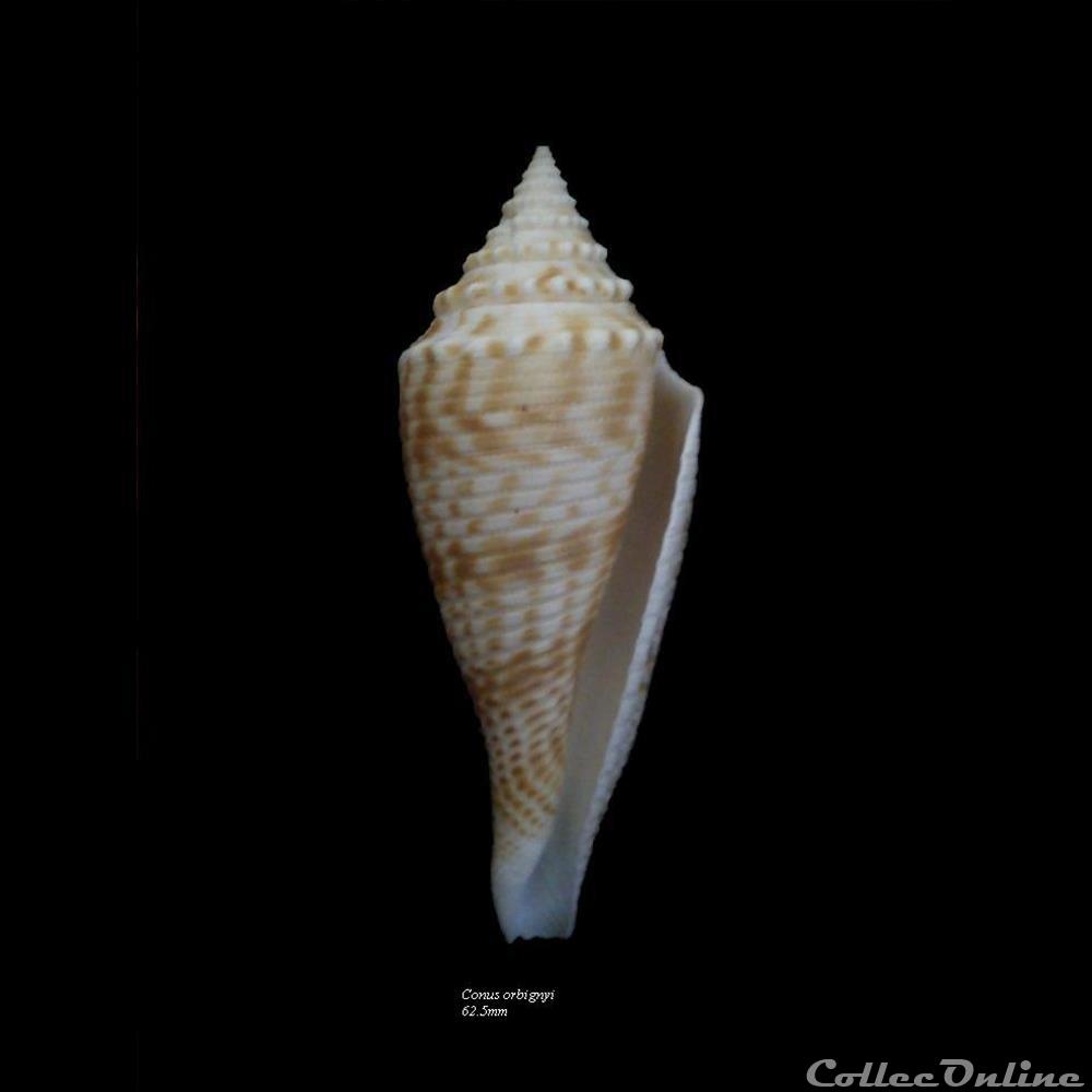 Conus orbignyi 62.5mm coquillage fossile gastropodum conus orbignyi 62 5mm