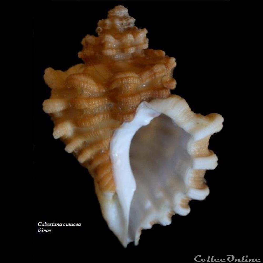 Cabestana cutacea 63mm coquillage fossile gastropodum cabestana cutacea 63mm