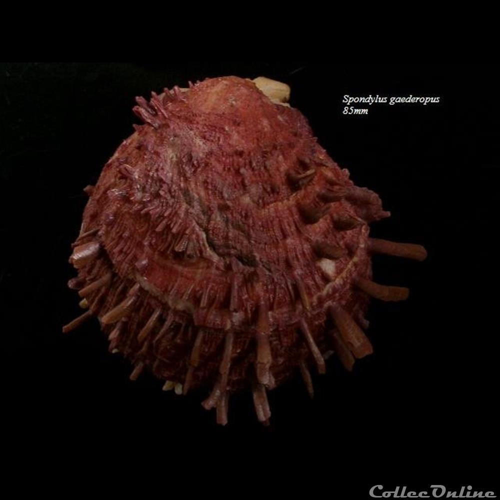 Spondylus gaederopus 85mm coquillage fossile bivalvium spondylus gaederopus 85mm