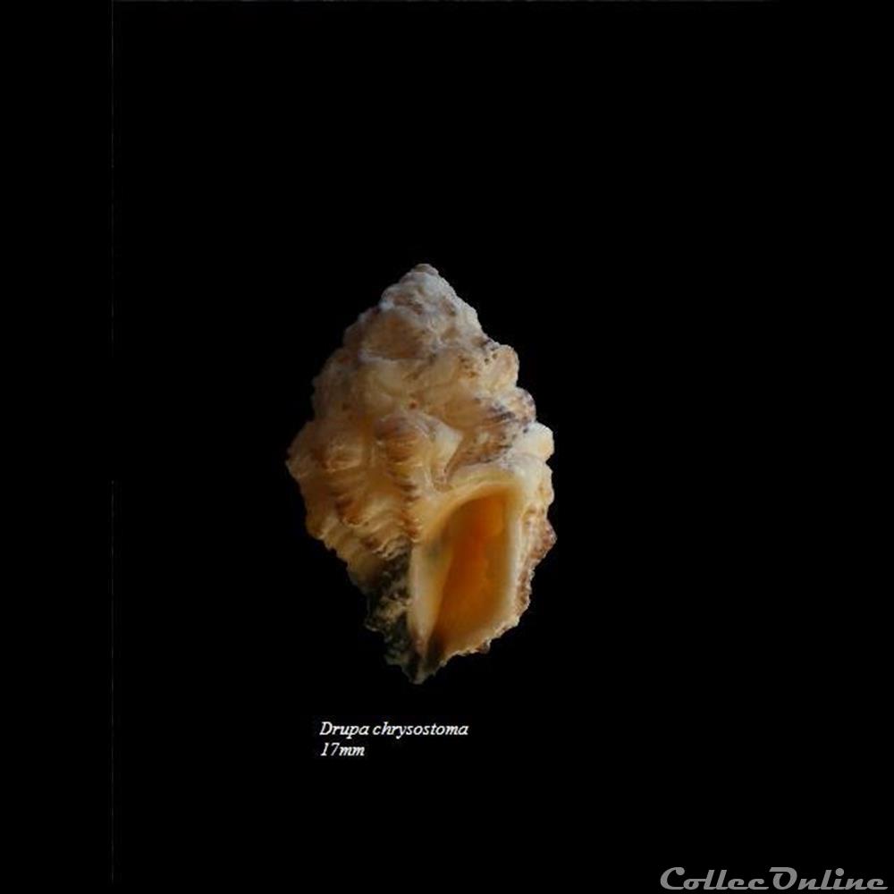 Drupa chrysostoma 17mm coquillage fossile gastropodum drupa chrysostoma 17mm