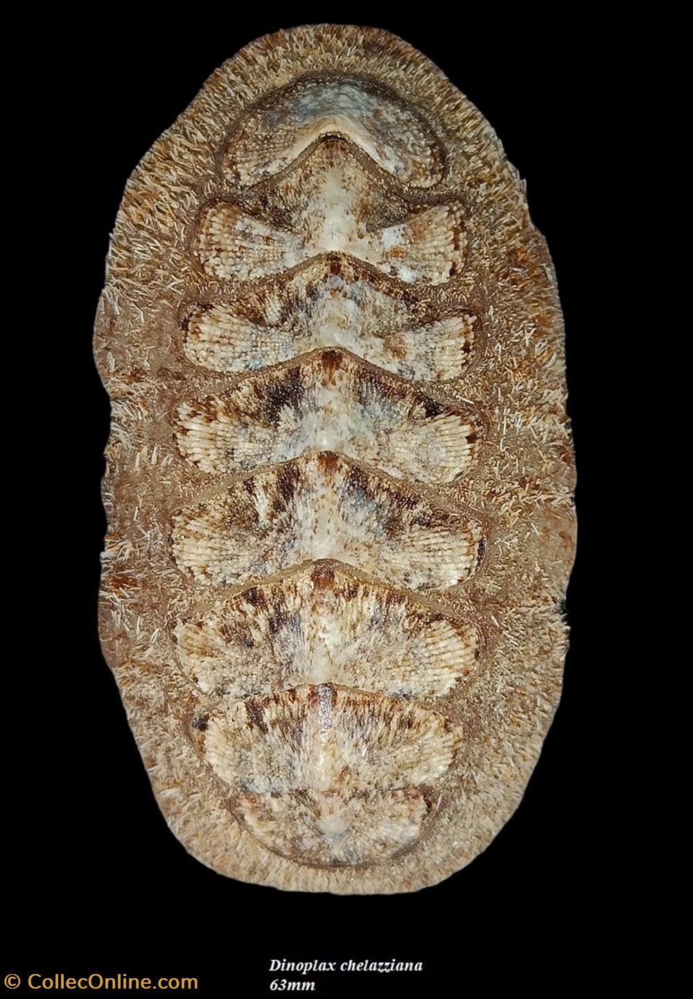 Dinoplax chelazziana 63mm coquillages fossiles polyplacophora dinoplax chelazziana 63mm