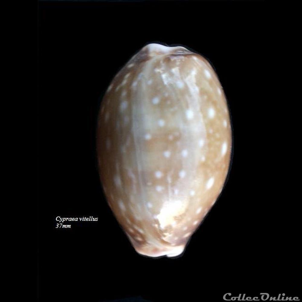 Cypraea vittelus 37mm coquillage fossile gastropodum cypraea vittelus 37mm