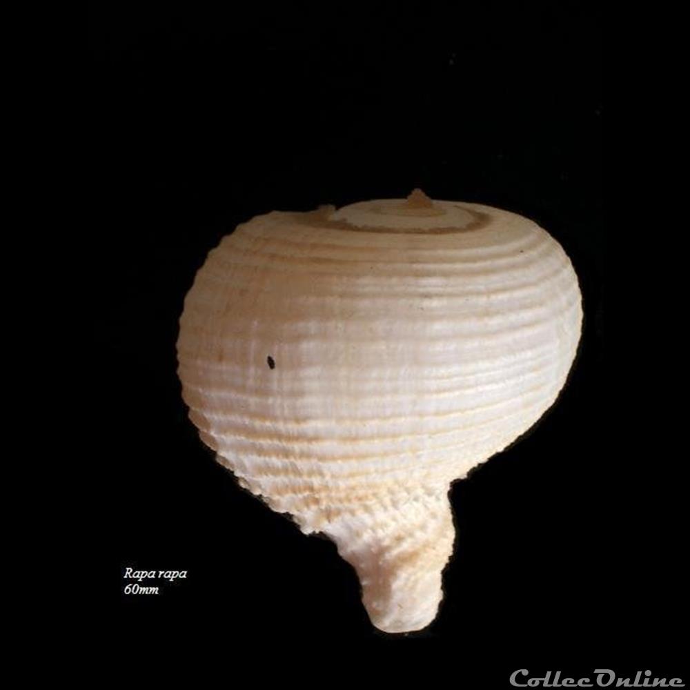 Rapa rapa 60mm coquillage fossile gastropodum rapa rapa 60mm