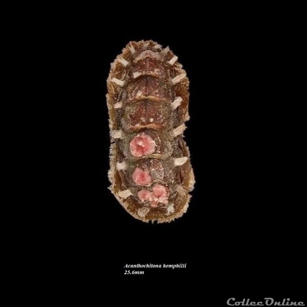 Acanthochitona hemphilli 25.6mm coquillage fossile polyplacophora acanthochitona hemphilli 25 6mm