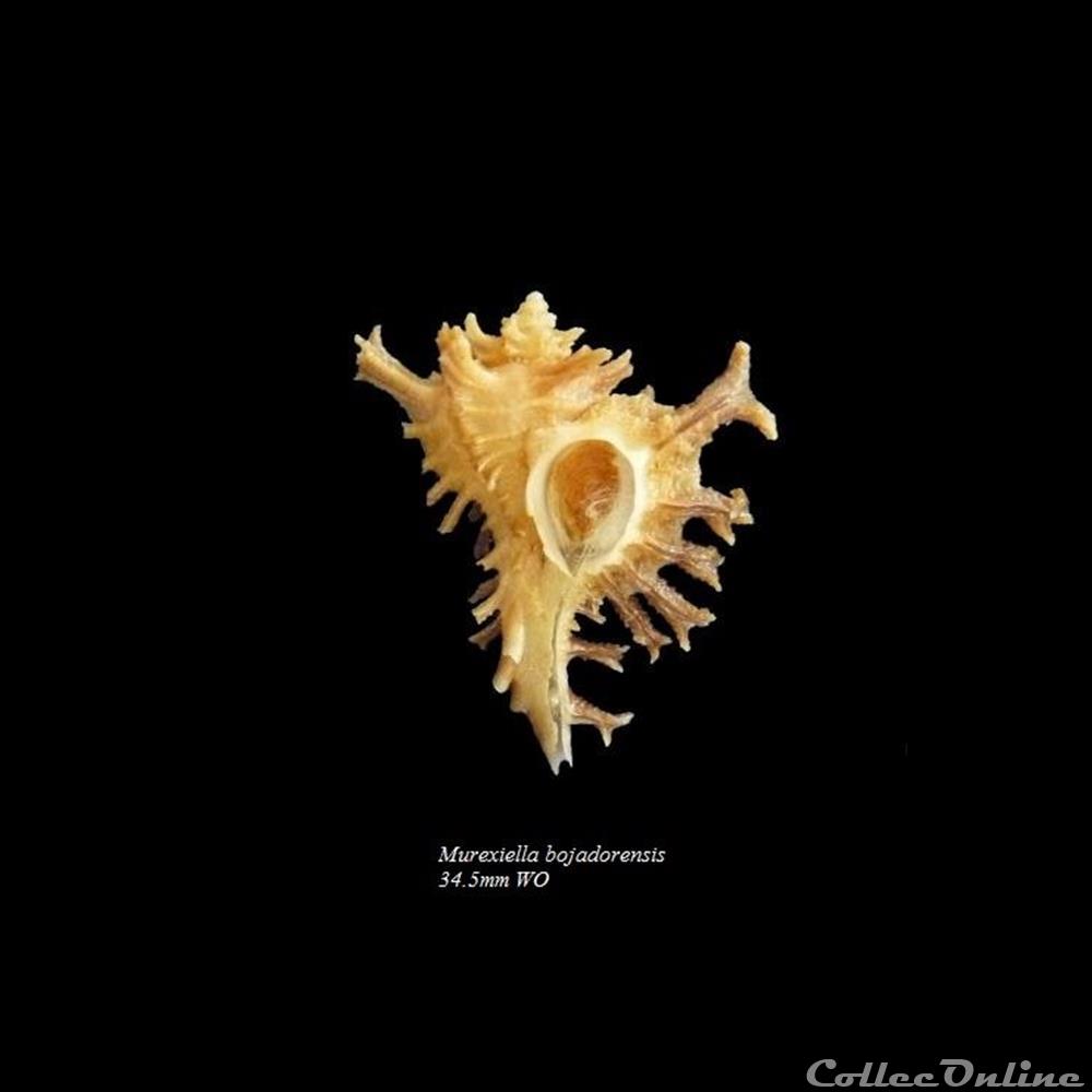 Murexiella bojadorensis 34.5mm WO coquillage fossile gastropodum murexiella bojadorensis 34 5mm wo