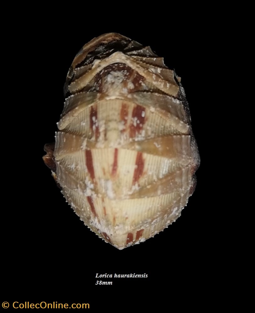Lorica haurakiensis 38mm coquillage fossile polyplacophora lorica haurakiensis 38mm