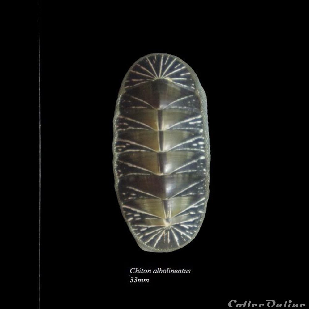 Chiton albolineatus 33mm coquillage fossile polyplacophora chiton albolineatus 33mm