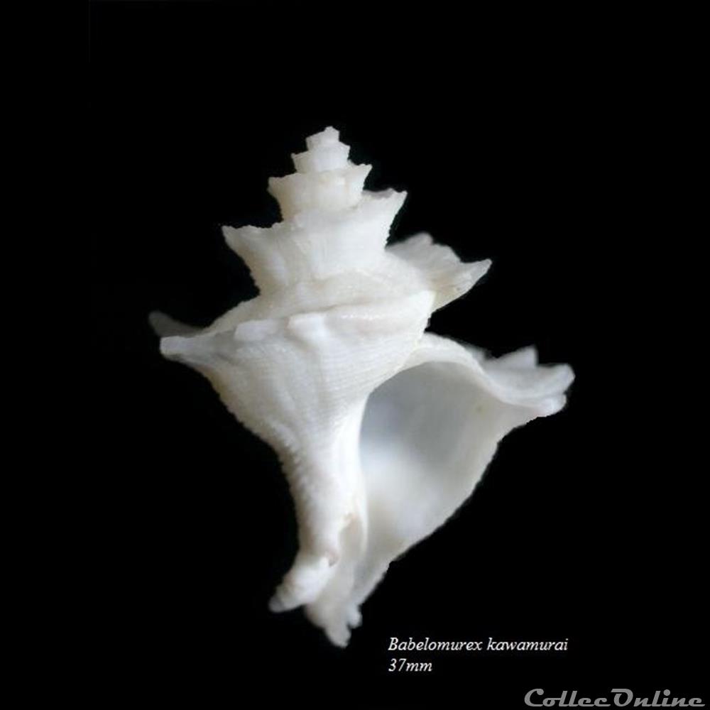 Babelomurex kawamurai 37mm coquillage fossile gastropodum babelomurex kawamurai 37mm