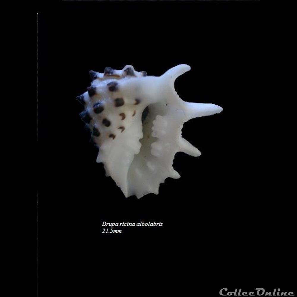 Drupa ricina albolabris 21.5mm coquillage fossile gastropodum drupa ricina albolabris 21 5mm
