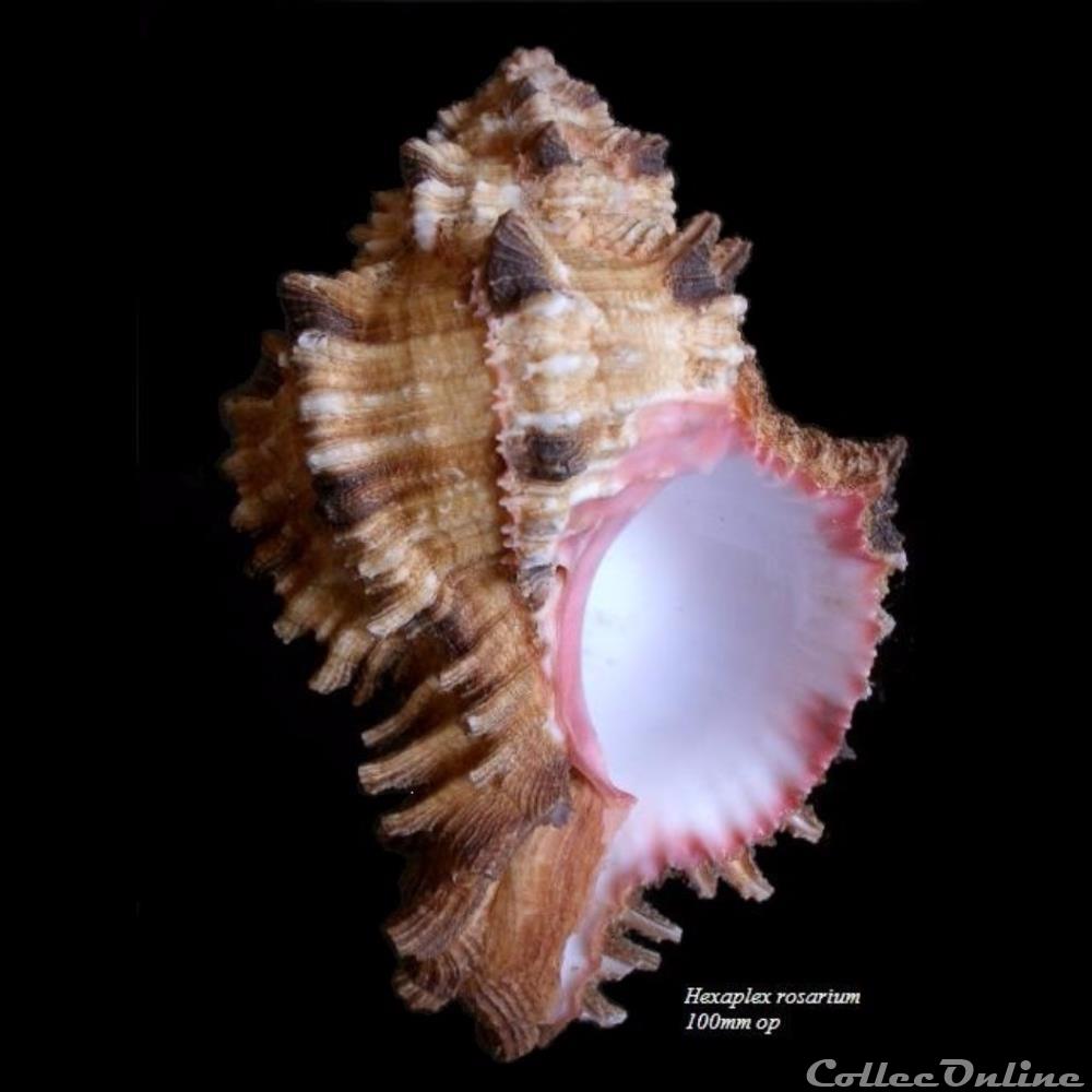 Hexaplex rosarium 100mm coquillage fossile gastropodum hexaplex rosarium 100mm