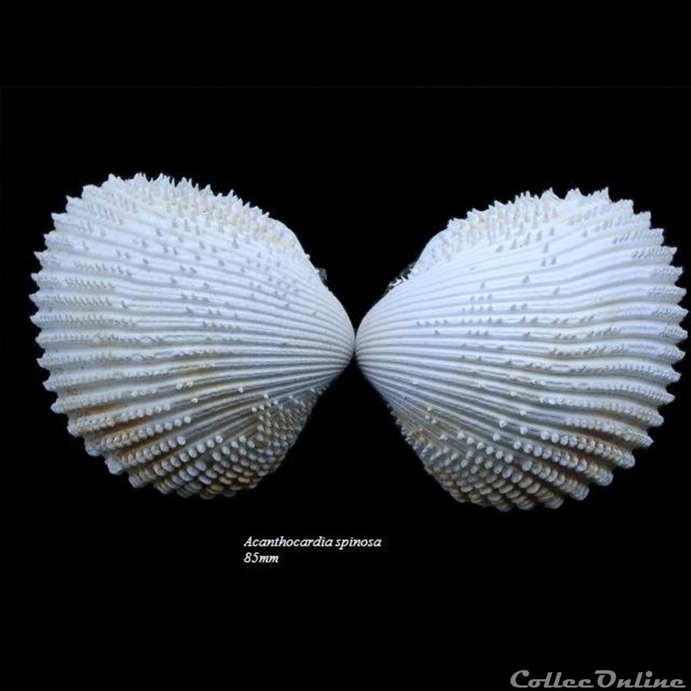 Acanthocardia spinosa 85mm coquillage fossile bivalvium acanthocardia spinosa 85mm