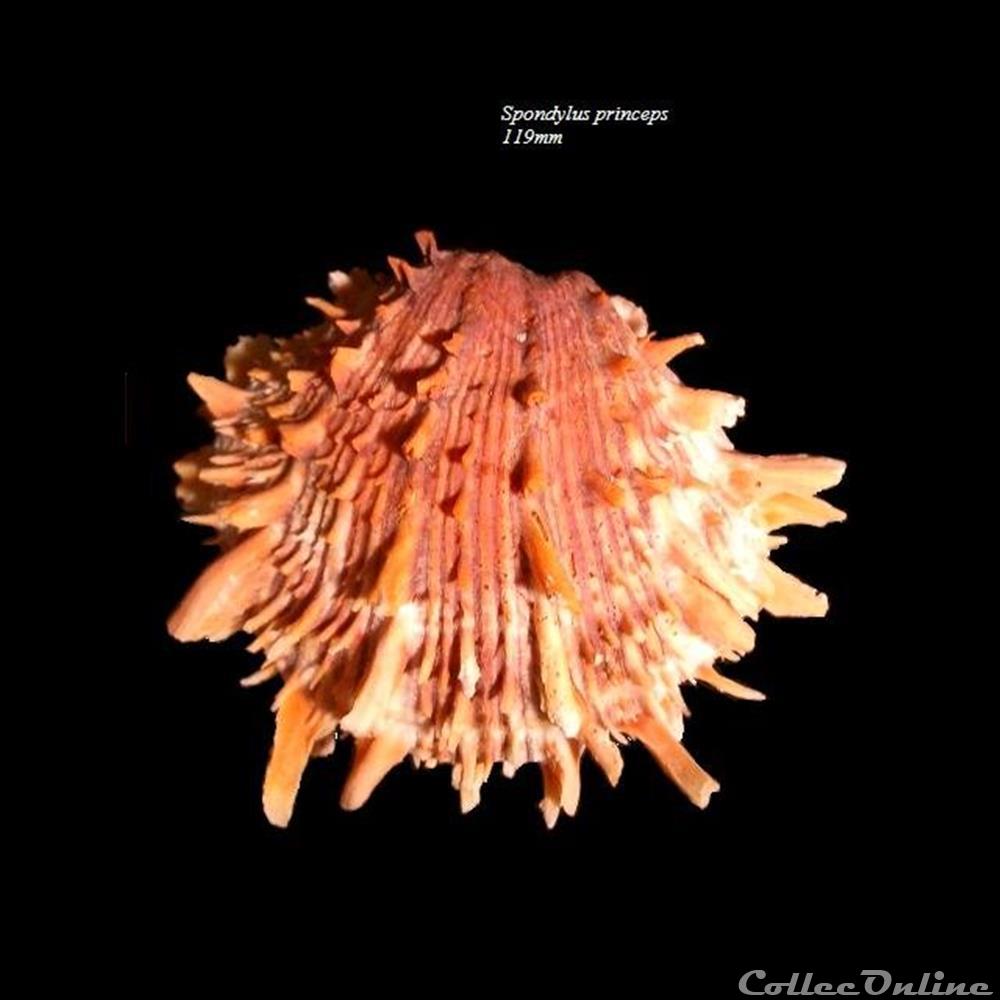 coquillage fossile bivalvium spondylus princeps 119mm