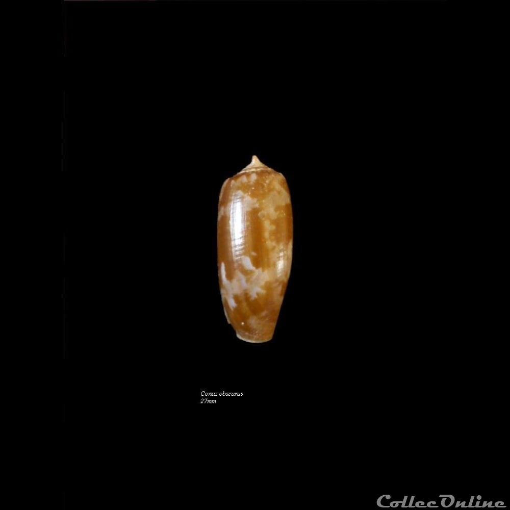 Conus obscurus 27mm coquillage fossile gastropodum conus obscurus 27mm
