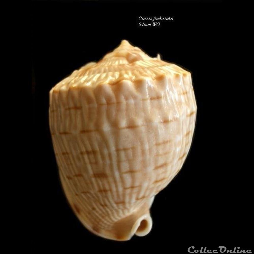Cassis Fimbriata 64mm WO coquillage fossile gastropodum cassis fimbriata 64mm wo
