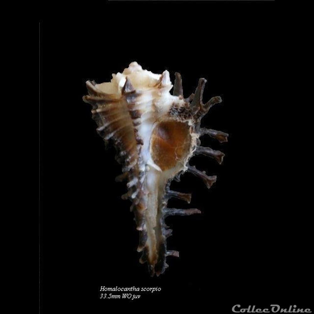 Homalocantha scorpio 46mm WO coquillage fossile gastropodum homalocantha scorpio 46mm wo