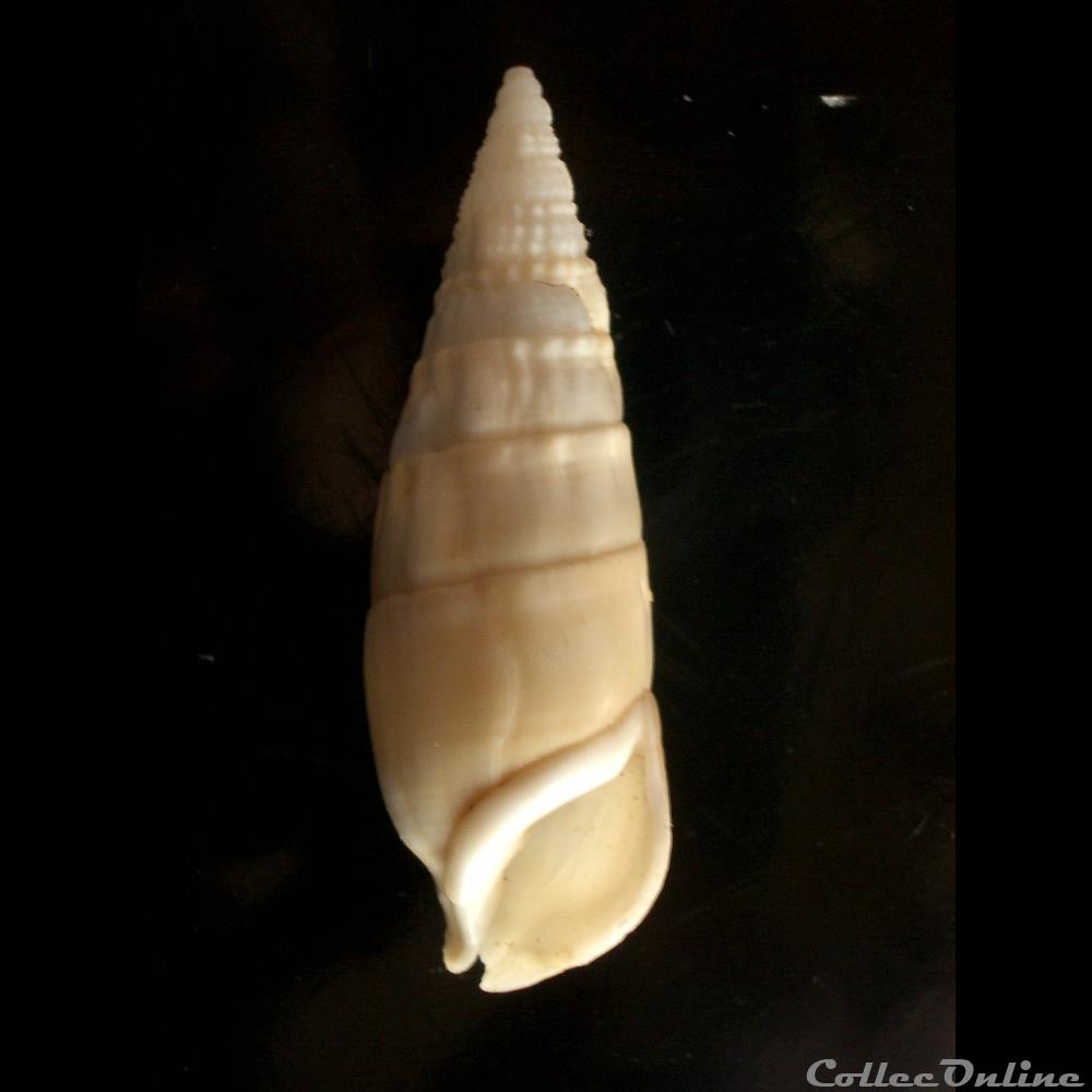 Rhinoclavis vertagus 55mm coquillage fossile gastropodum rhinoclavis vertagus 55mm