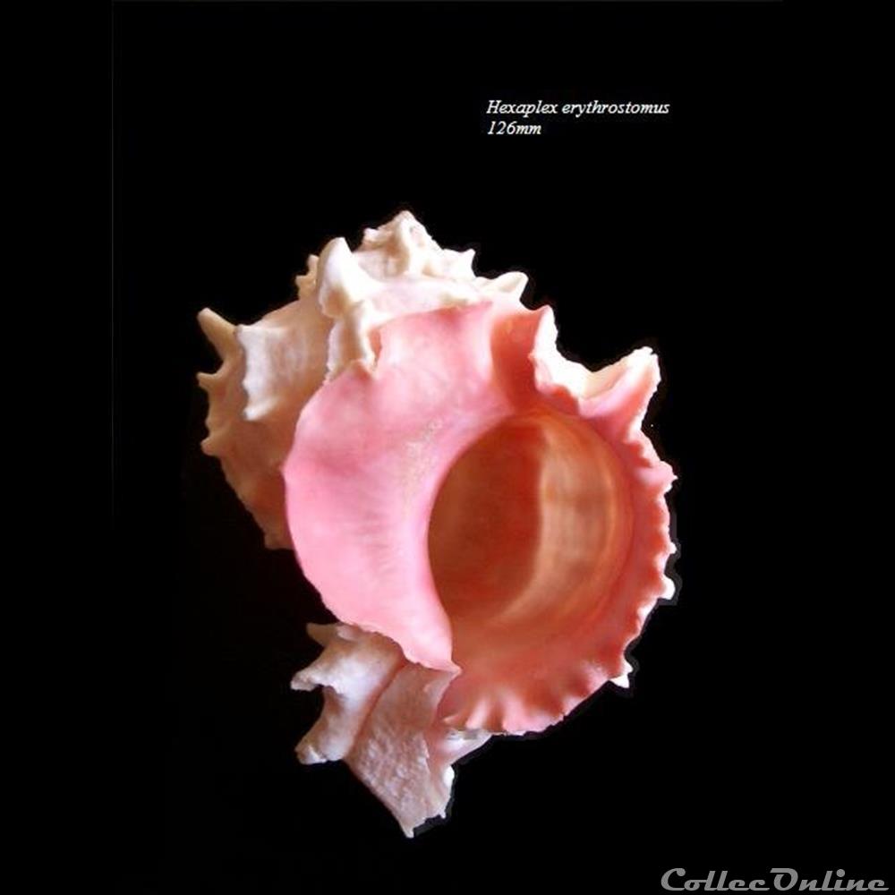 Hexaplex erythrostomus 126mm coquillage fossile gastropodum hexaplex erythrostomus 126mm