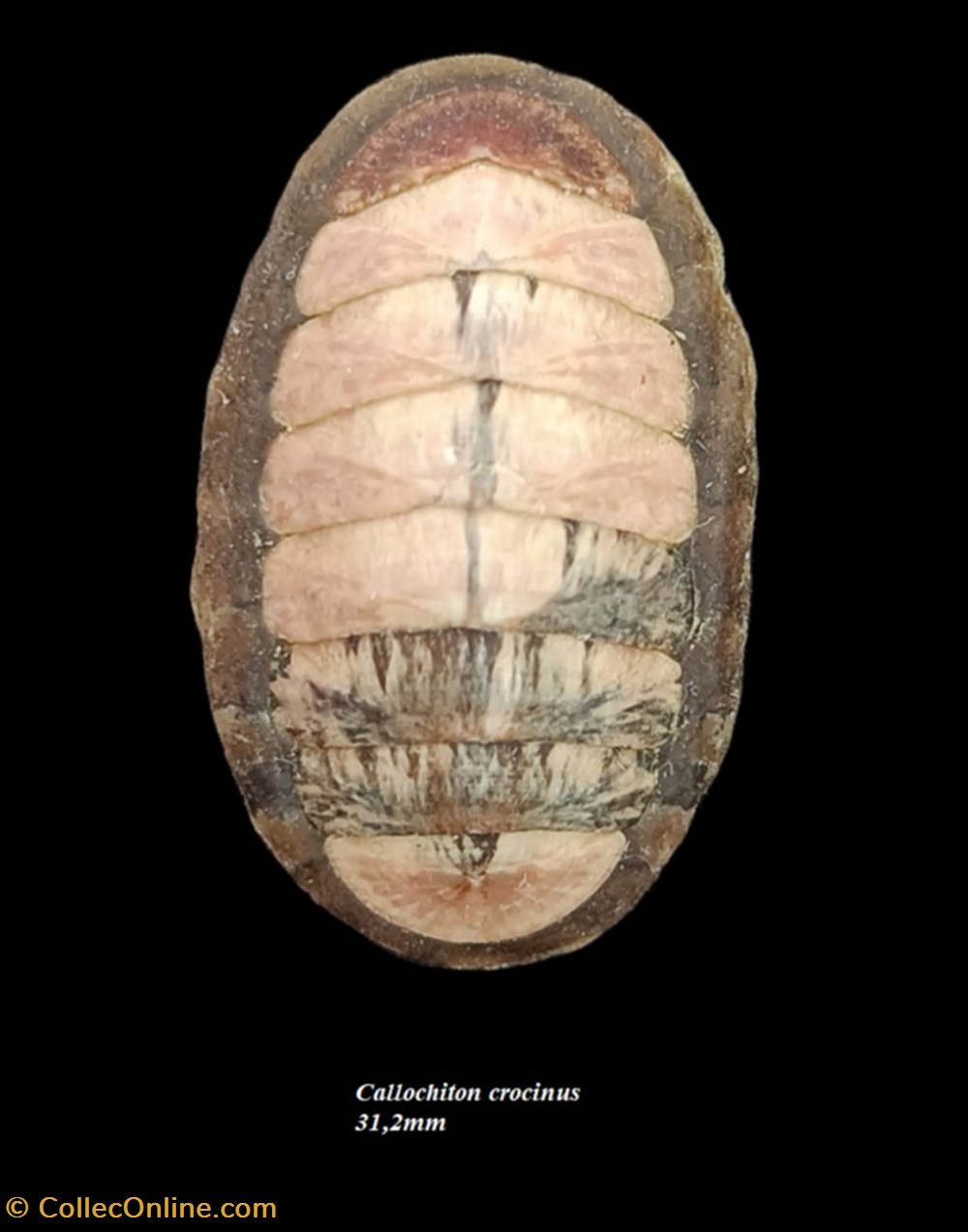 Callochiton crocinus 31.2 coquillages fossiles polyplacophora callochiton crocinus 31 2