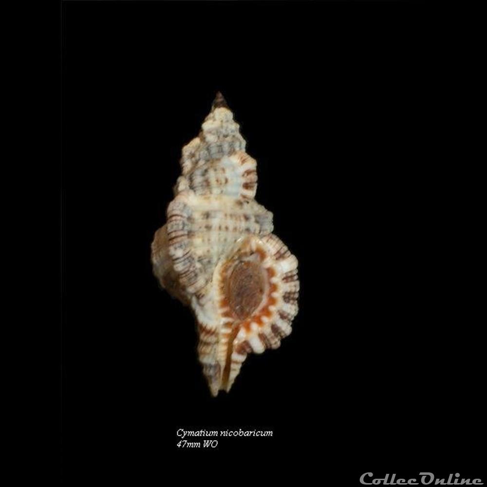 Cymatium nicobaricum 47mm WO coquillage fossile gastropodum cymatium nicobaricum 47mm wo