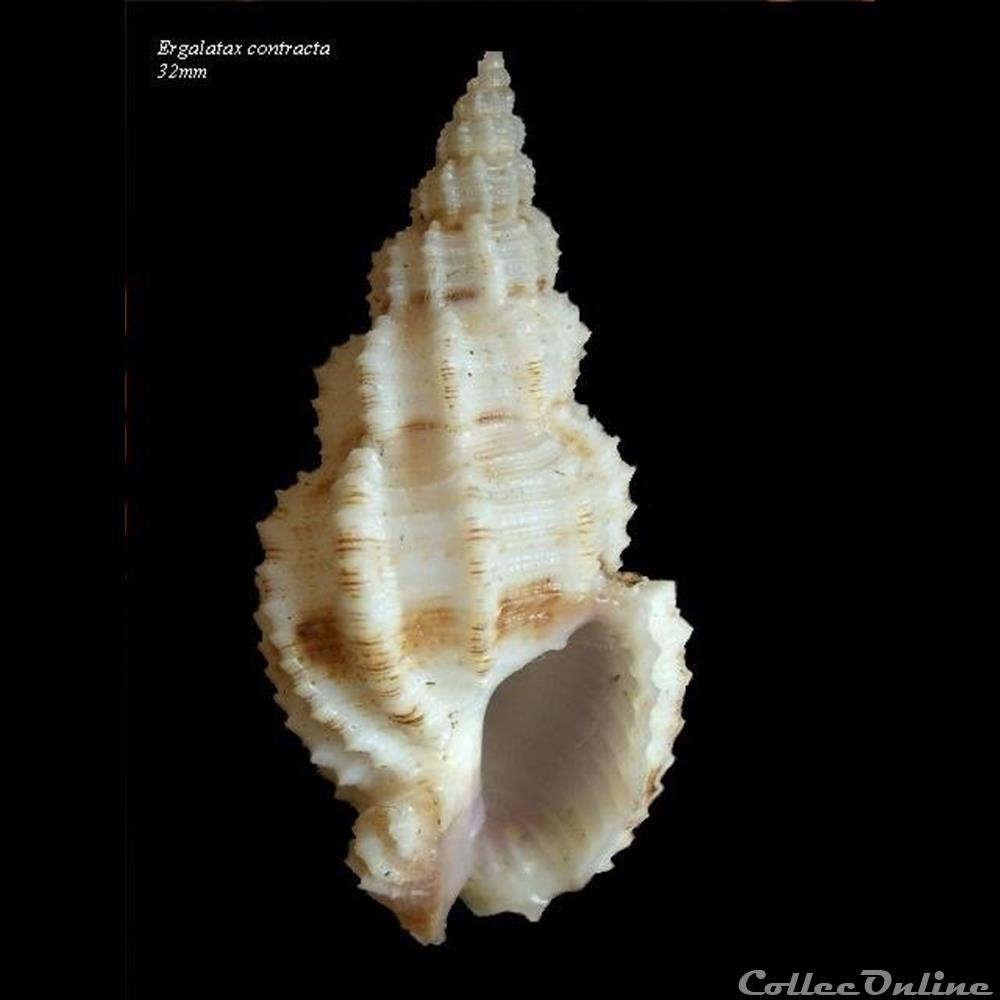 Ergalatax contracta 32mm coquillage fossile gastropodum ergalatax contracta 32mm