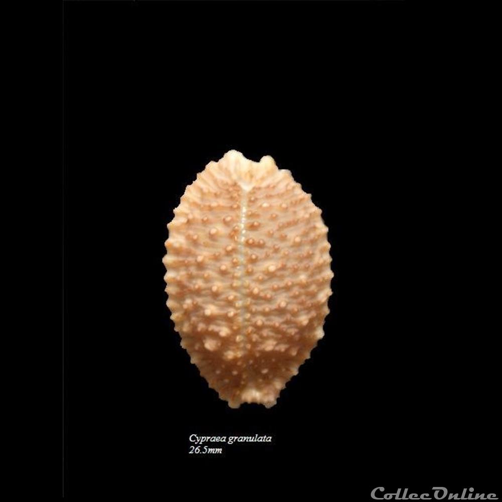 Cypraea granulata 26.5mm coquillage fossile gastropodum cypraea granulata 26 5mm