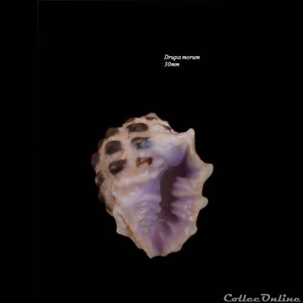 Drupa morum 30mm coquillage fossile gastropodum drupa morum 30mm