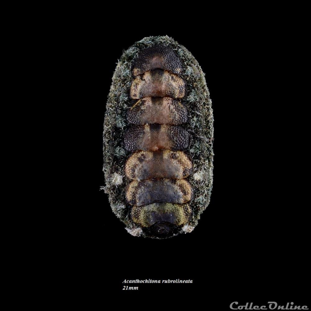 coquillage fossile polyplacophora acanthochitona rubrolineata 21mm