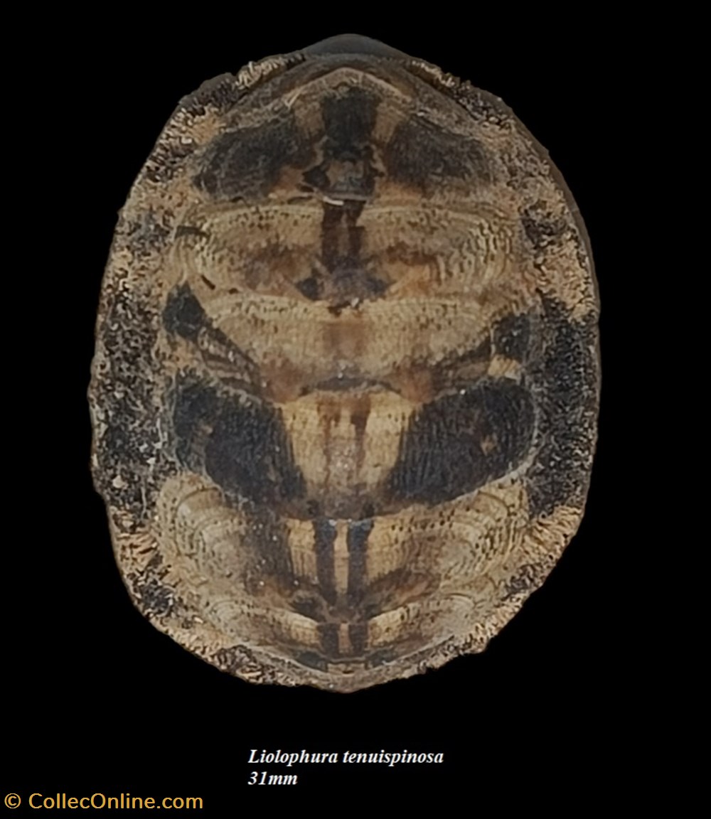 Liolophura tenuispinosa 31mm coquillages fossiles polyplacophora liolophura tenuispinosa 31mm