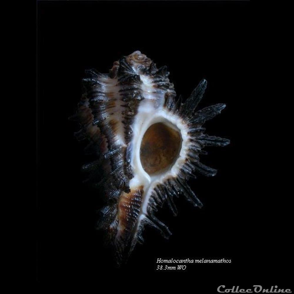 Homalocantha melanamathos 38mm WO coquillage fossile gastropodum homalocantha melanamathos 38mm wo
