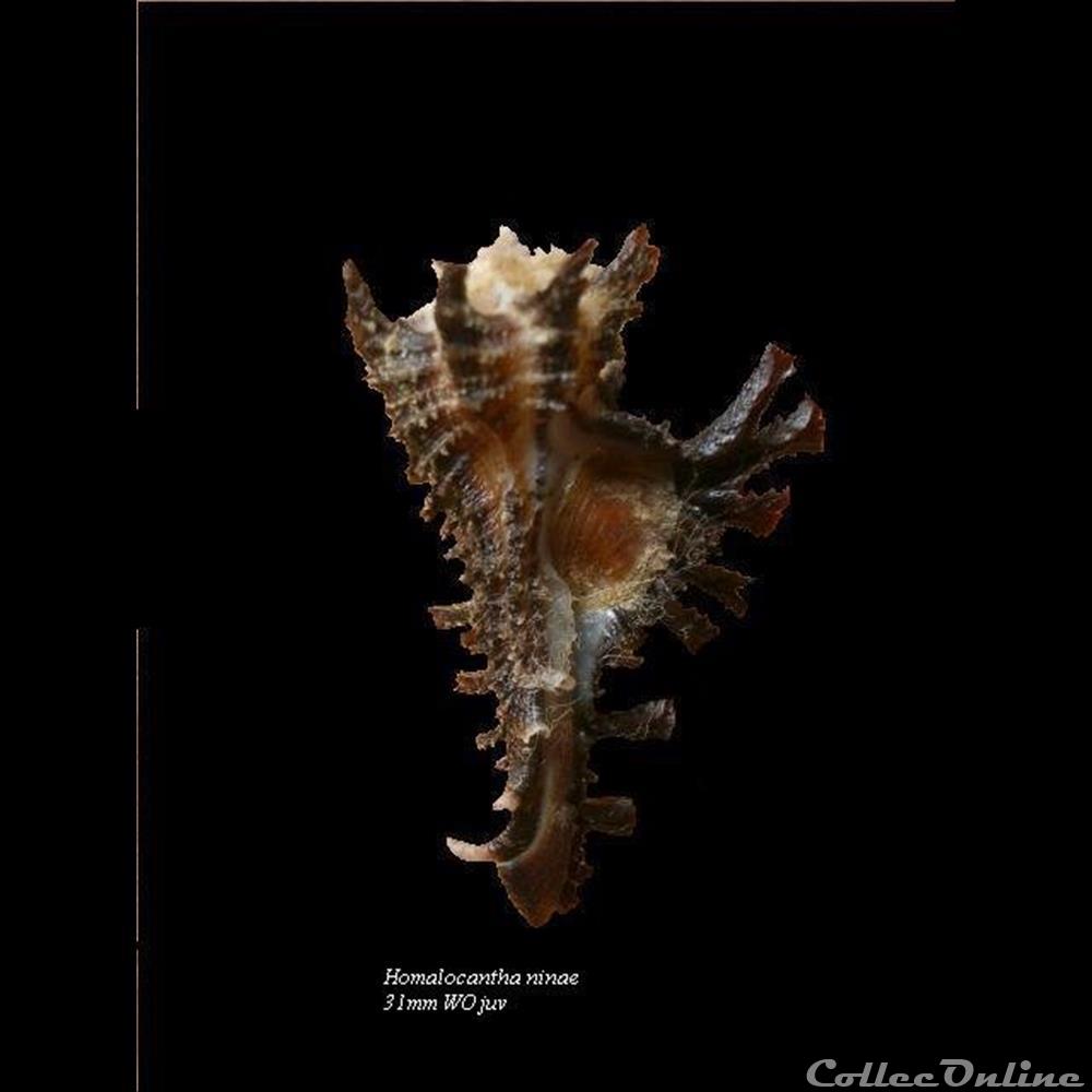 Homalocantha ninae 35mm 3 coquillage fossile gastropodum homalocantha ninae 35mm