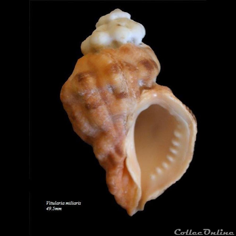 Vitularia miliaris 49.5mm coquillage fossile gastropodum vitularia miliaris 49 5mm
