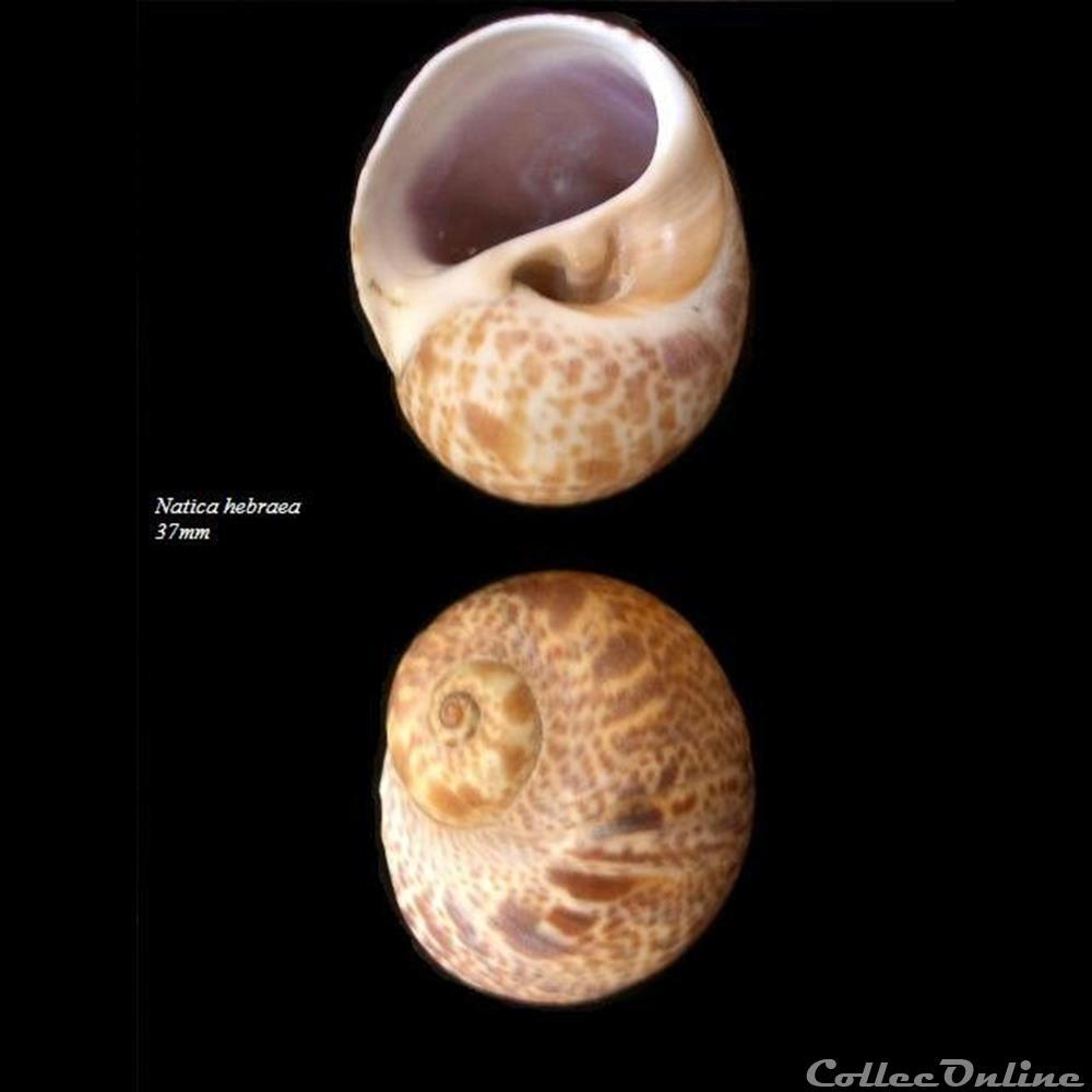 coquillage fossile gastropodum natica hebraea 37mm