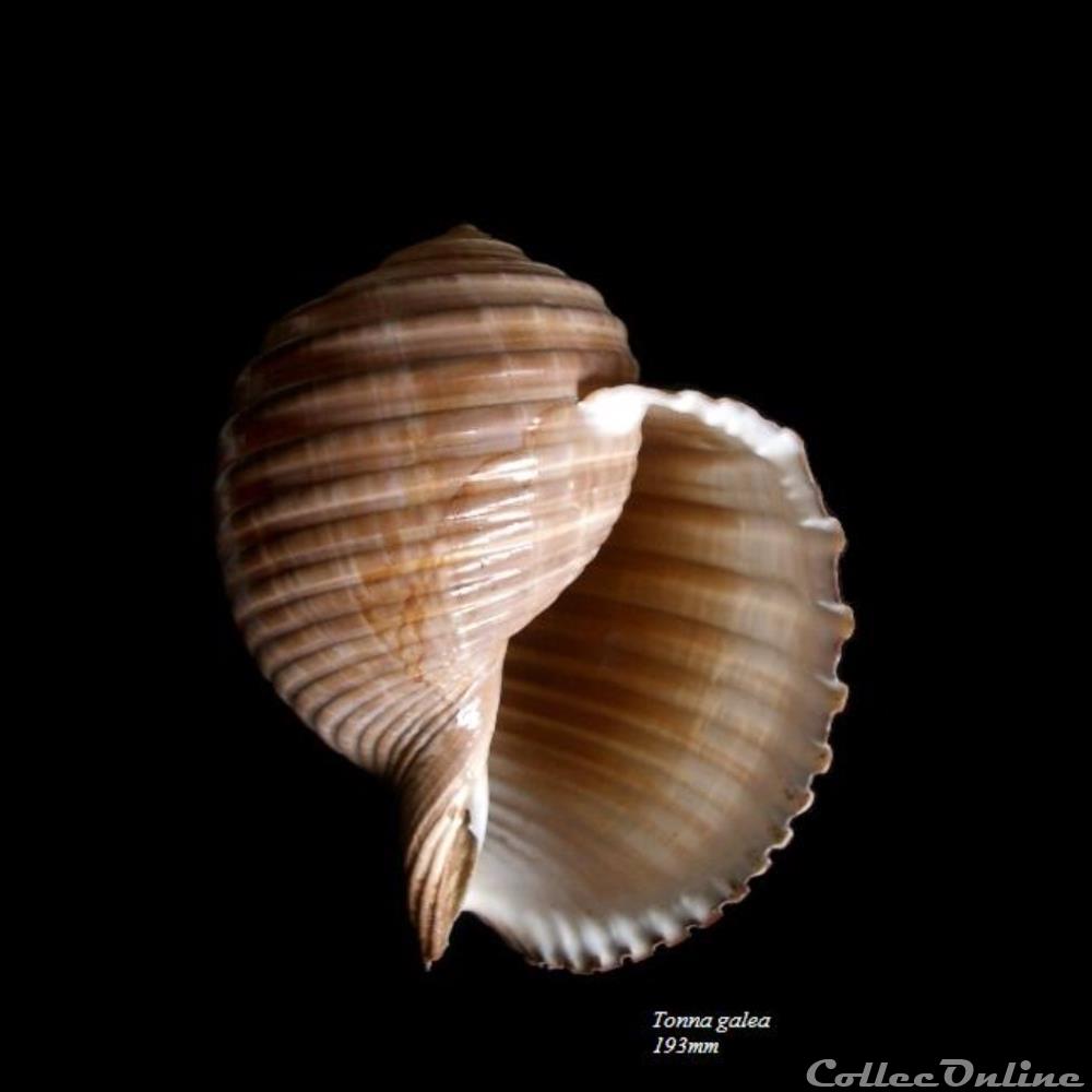Tonna galea 193mm coquillage fossile gastropodum tonna galea 193mm