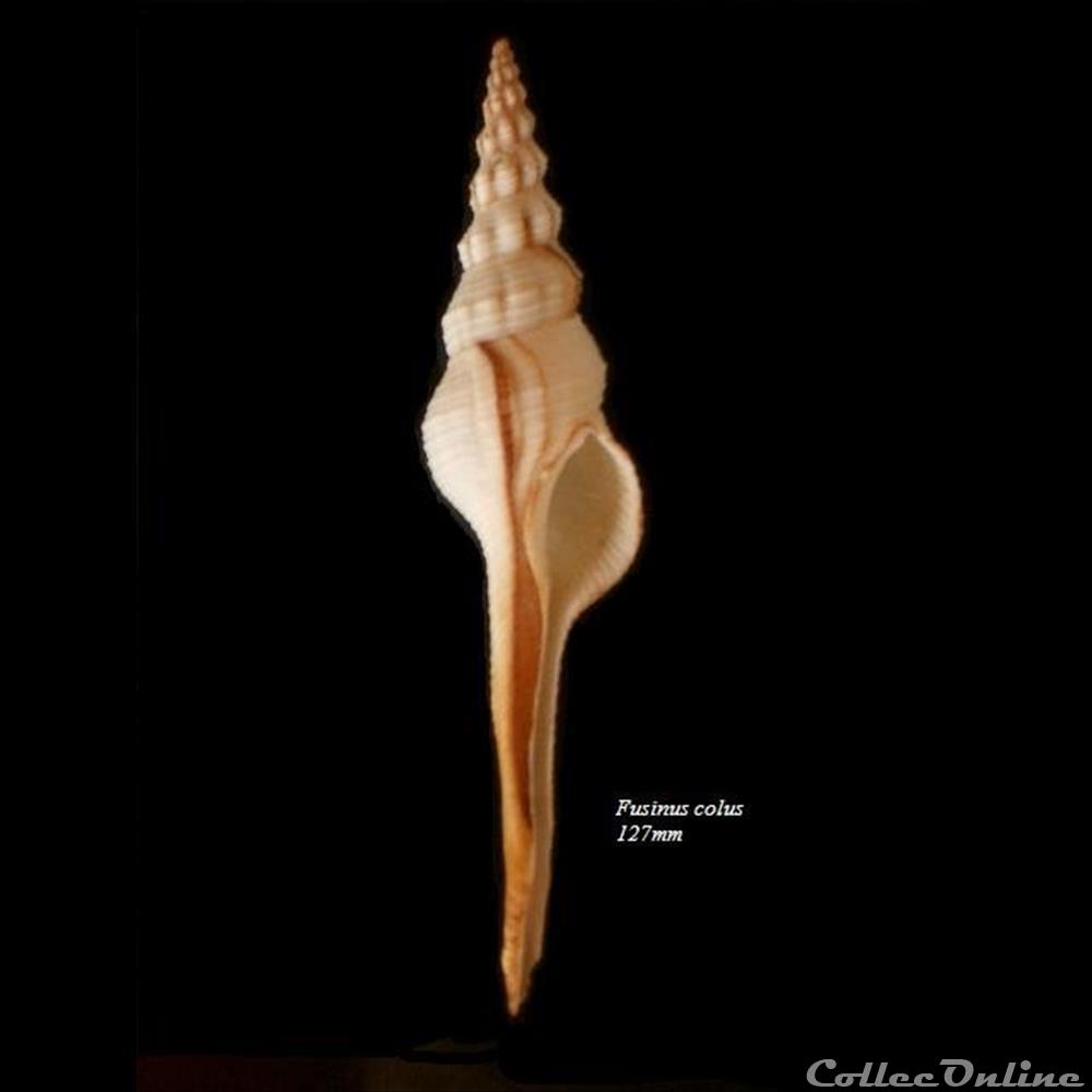 Fusinus colus 127mm coquillage fossile gastropodum fusinus colus 127mm