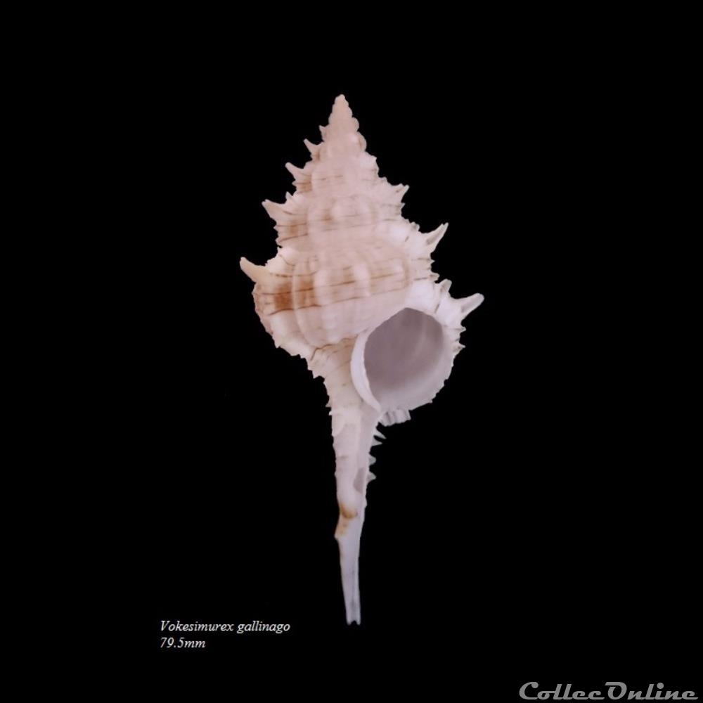 Vokesimurex gallinago 79.5mm coquillage fossile gastropodum vokesimurex gallinago 79 5mm