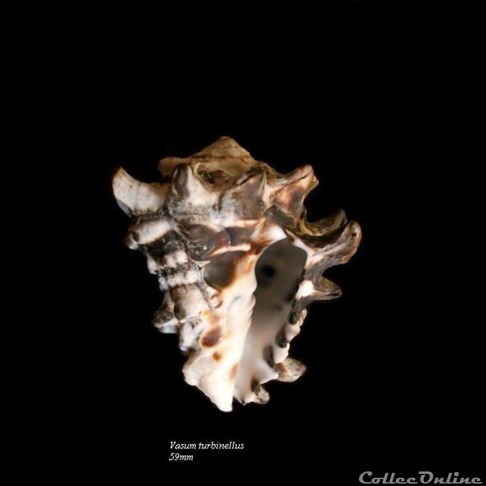 Vasum turbinellus 59mm coquillage fossile gastropodum vasum turbinellus 59mm