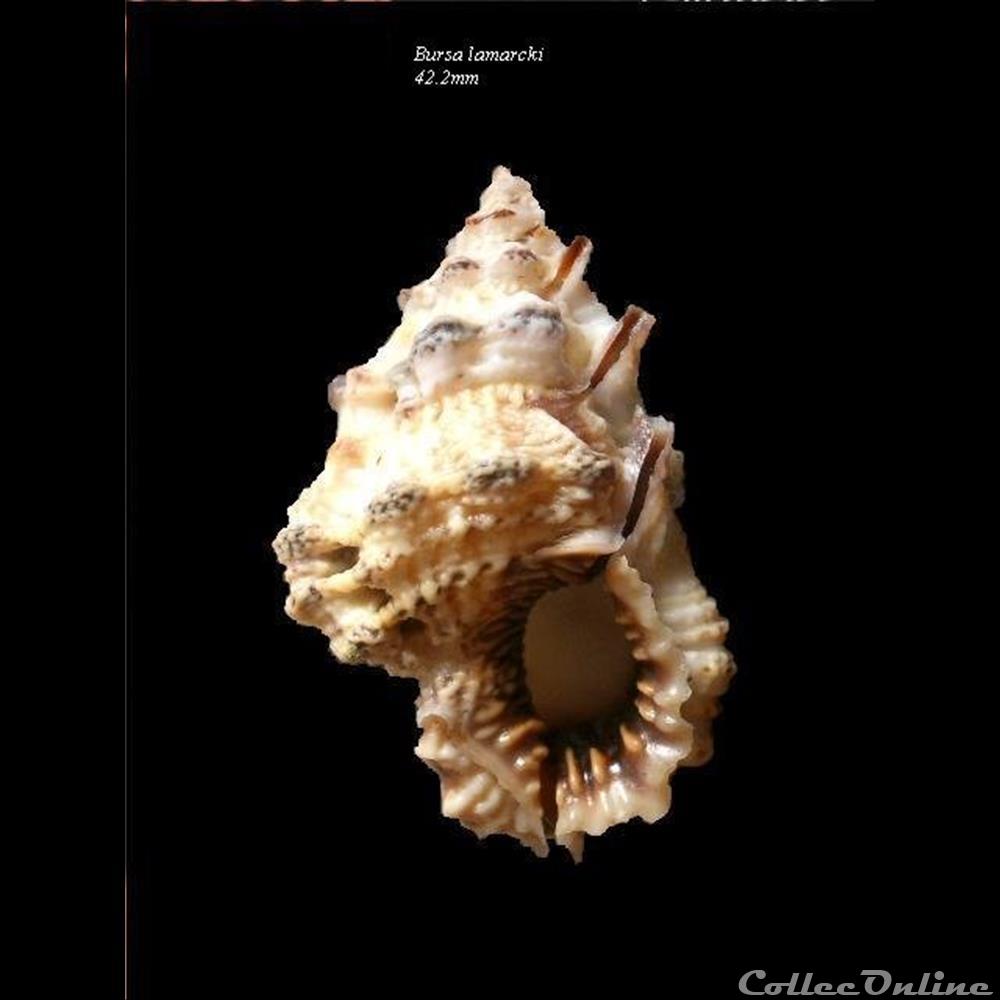 Bursa lamarcki 42.2mm coquillage fossile gastropodum bursa lamarcki 42 2mm