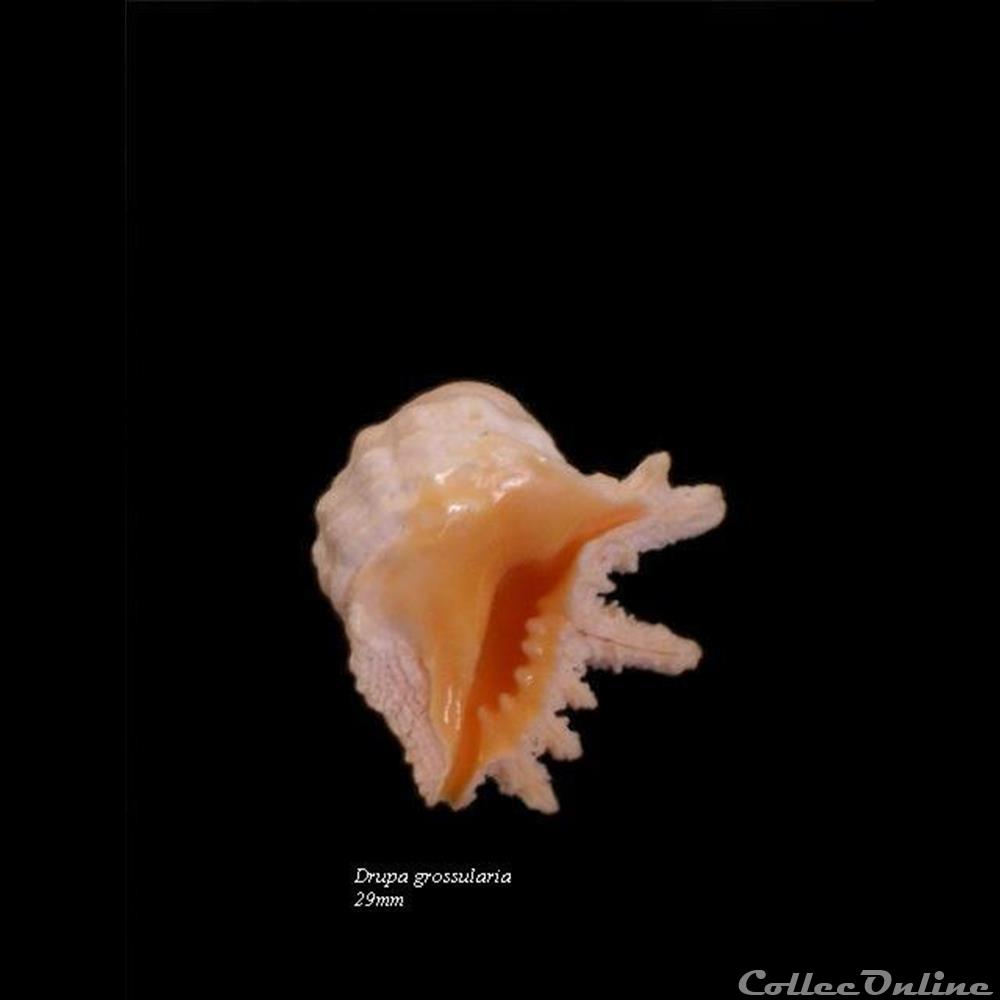 Drupa grossularia 29mm coquillage fossile gastropodum drupa grossularia 29mm