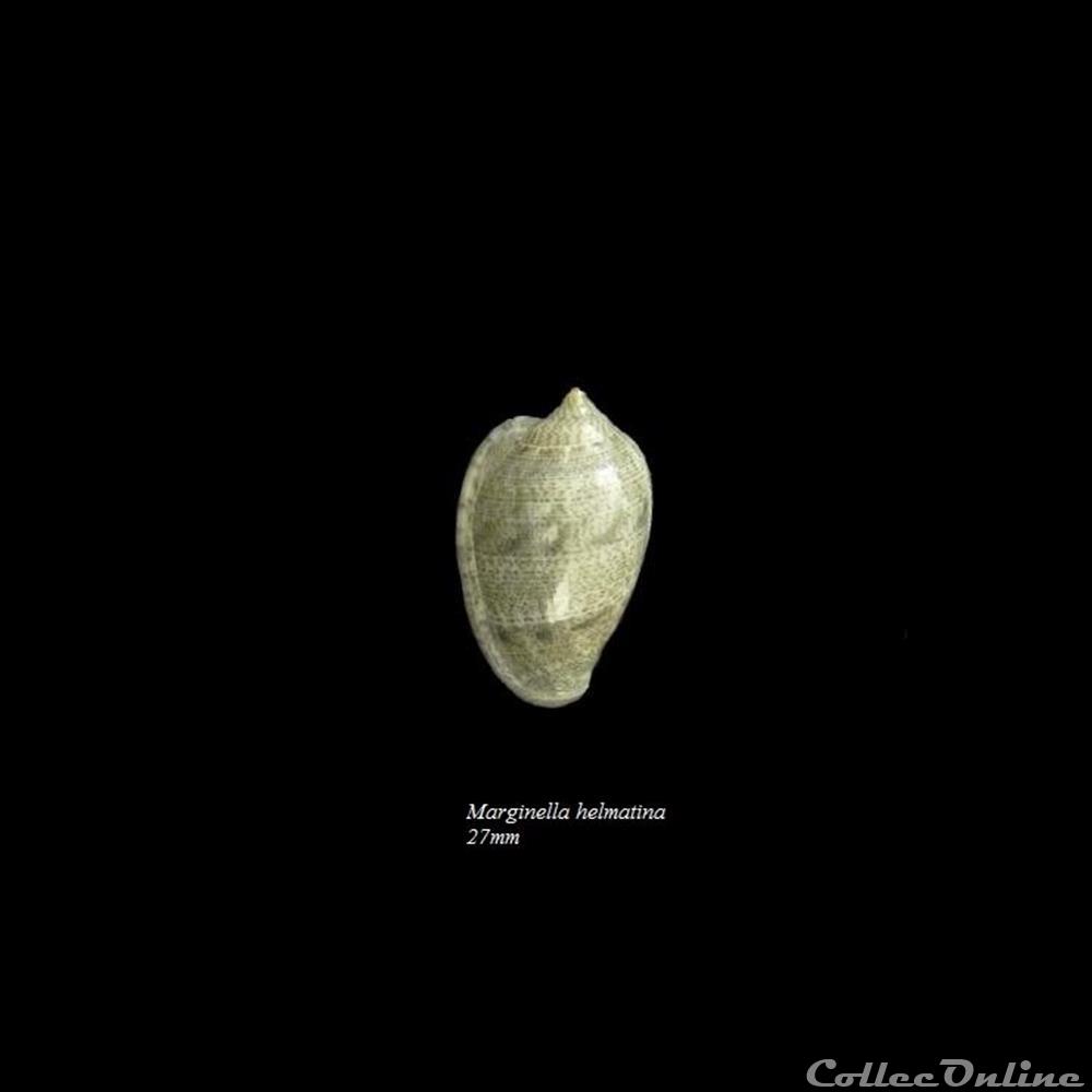Marginella helmatina 27mm coquillage fossile gastropodum marginella helmatina 27mm