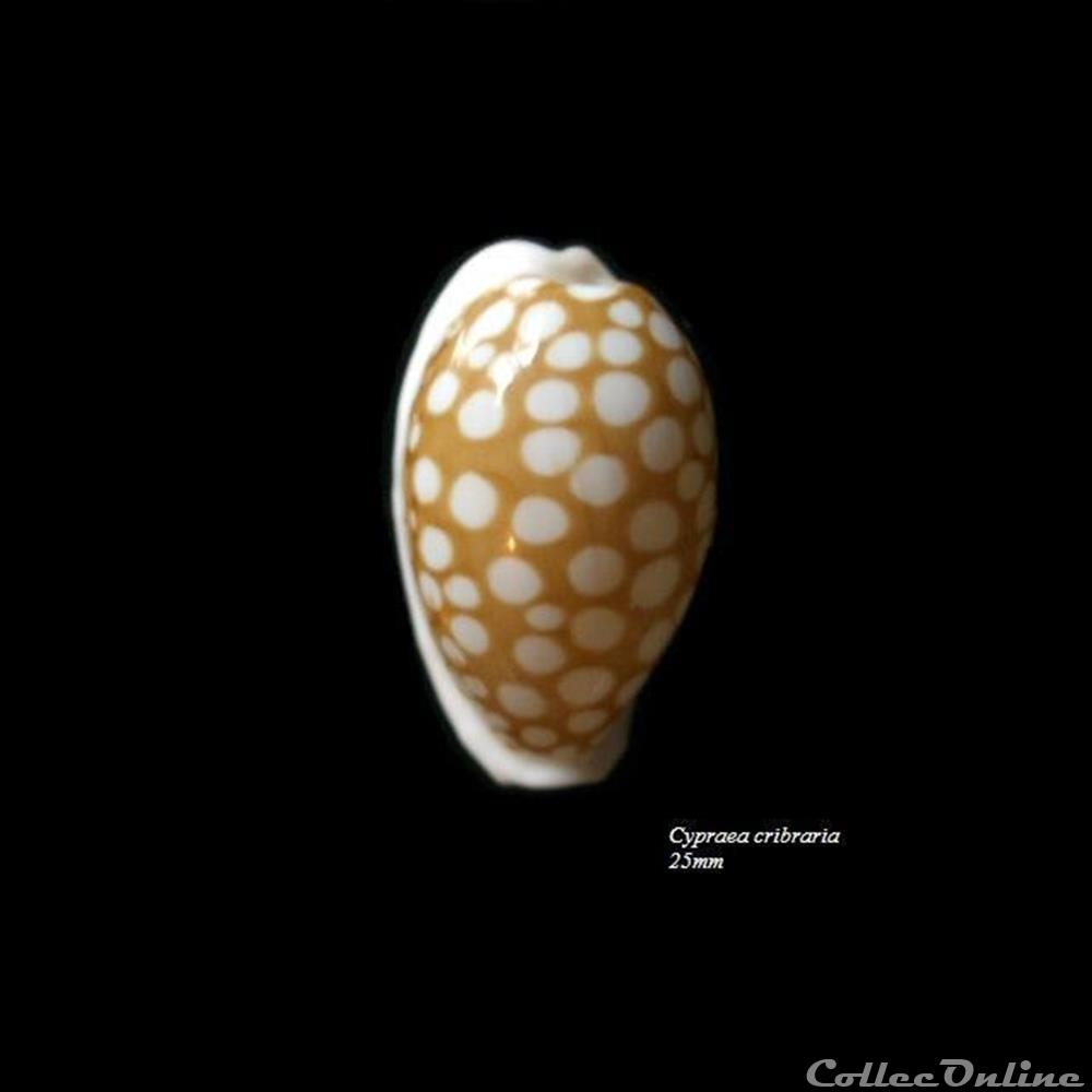 coquillage fossile gastropodum cypraea cribraria 25mm