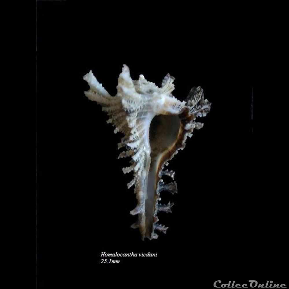 Homalocantha vicdani 34.2mm WO 2 coquillage fossile gastropodum homalocantha vicdani 34 2mm wo