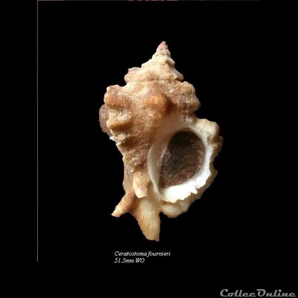 Ceratostoma fournieri 51.5mm coquillage fossile gastropodum ceratostoma fournieri 51 5mm