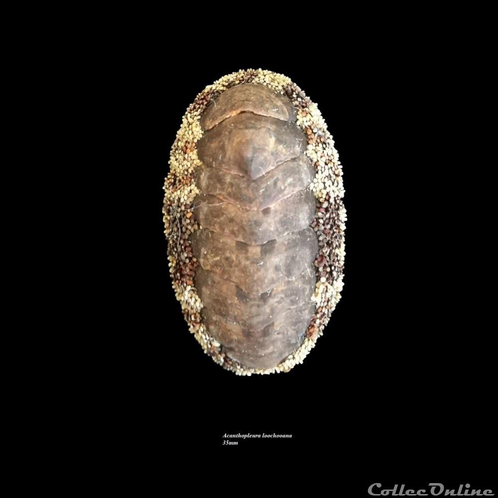Acanthopleura loochooana 35mm coquillage fossile polyplacophora acanthopleura loochooana 35mm
