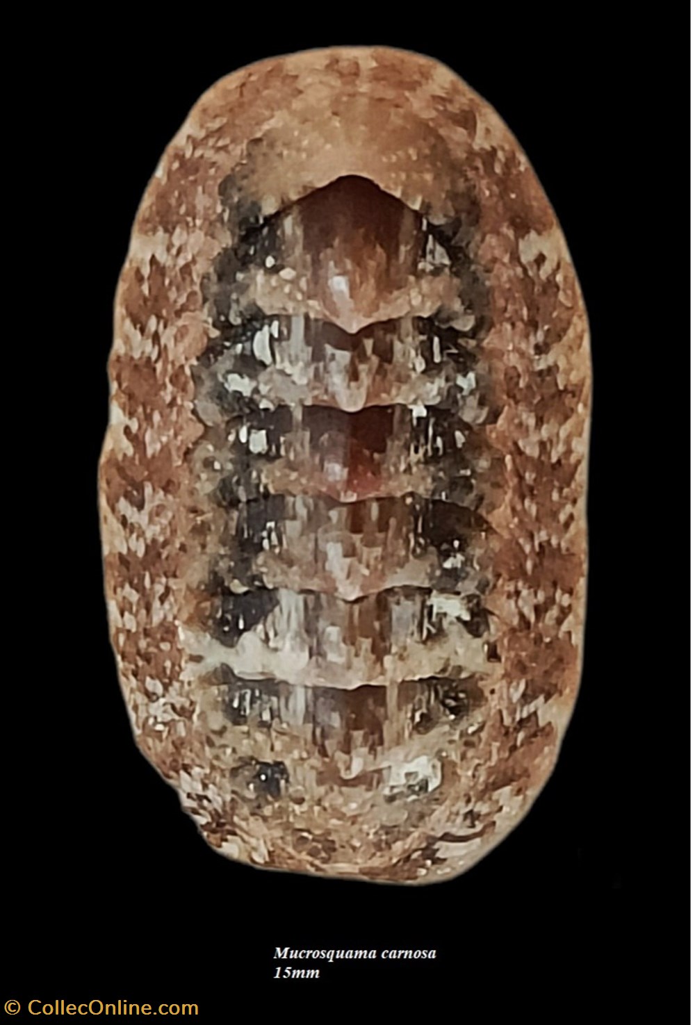 coquillages fossiles polyplacophora mucrosquama carnosa 15mm