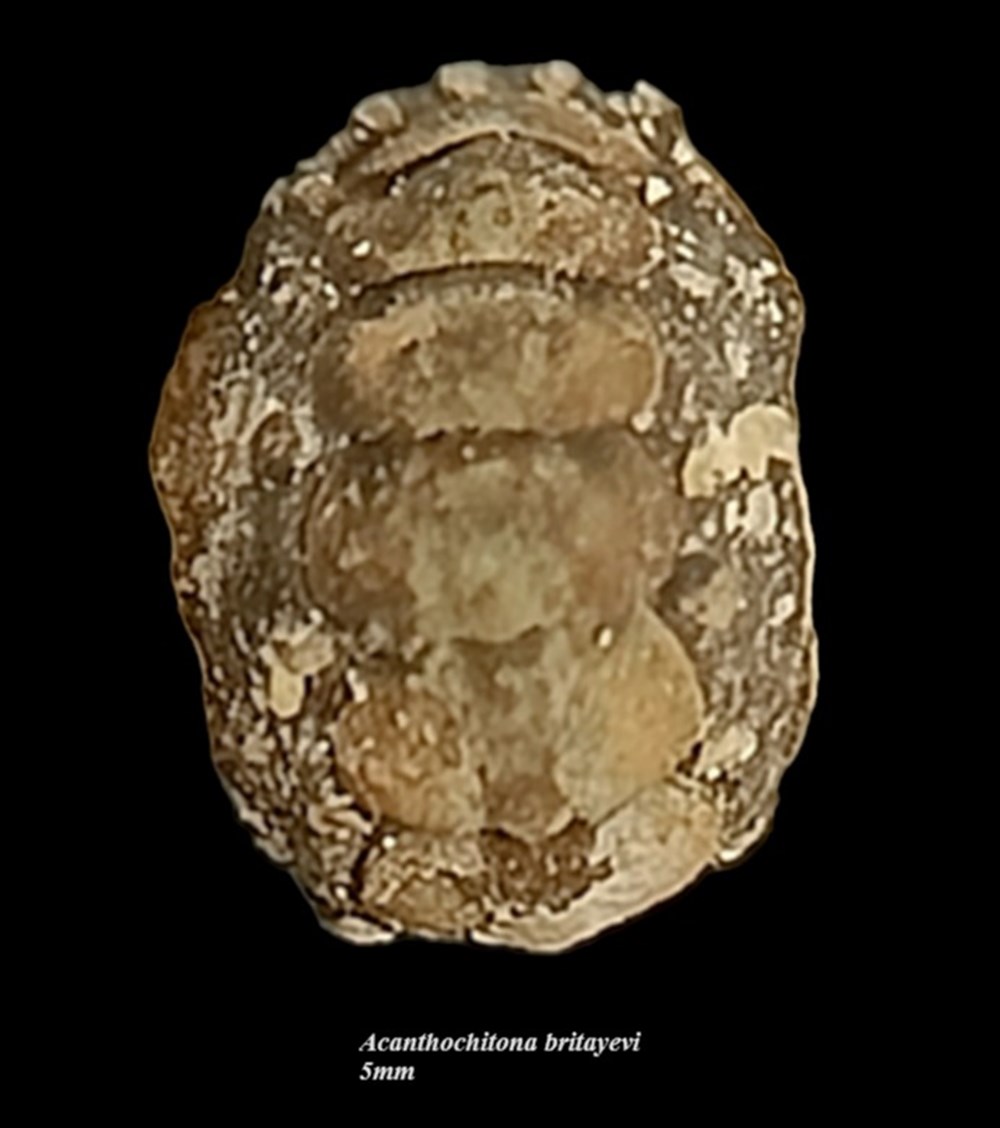 coquillages fossiles polyplacophora acanthochitona britayevi 5mm