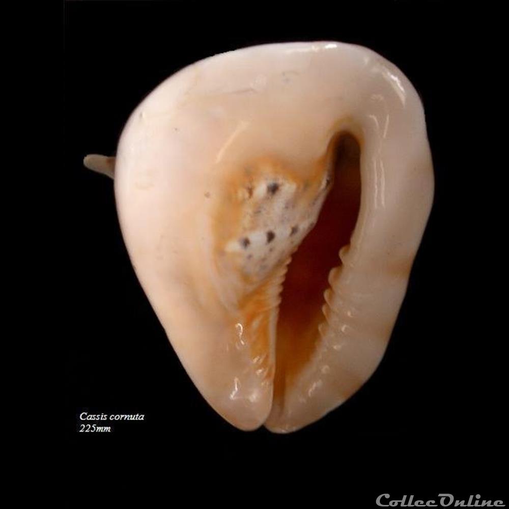 Cassis cornuta 225mm coquillage fossile gastropodum cassis cornuta 225mm