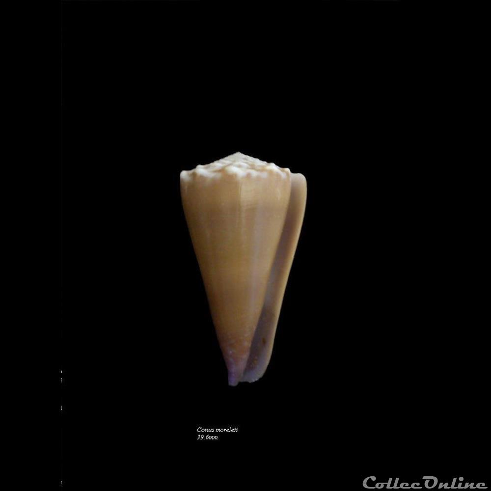 Conus moreleti 39.6mm coquillage fossile gastropodum conus moreleti 39 6mm