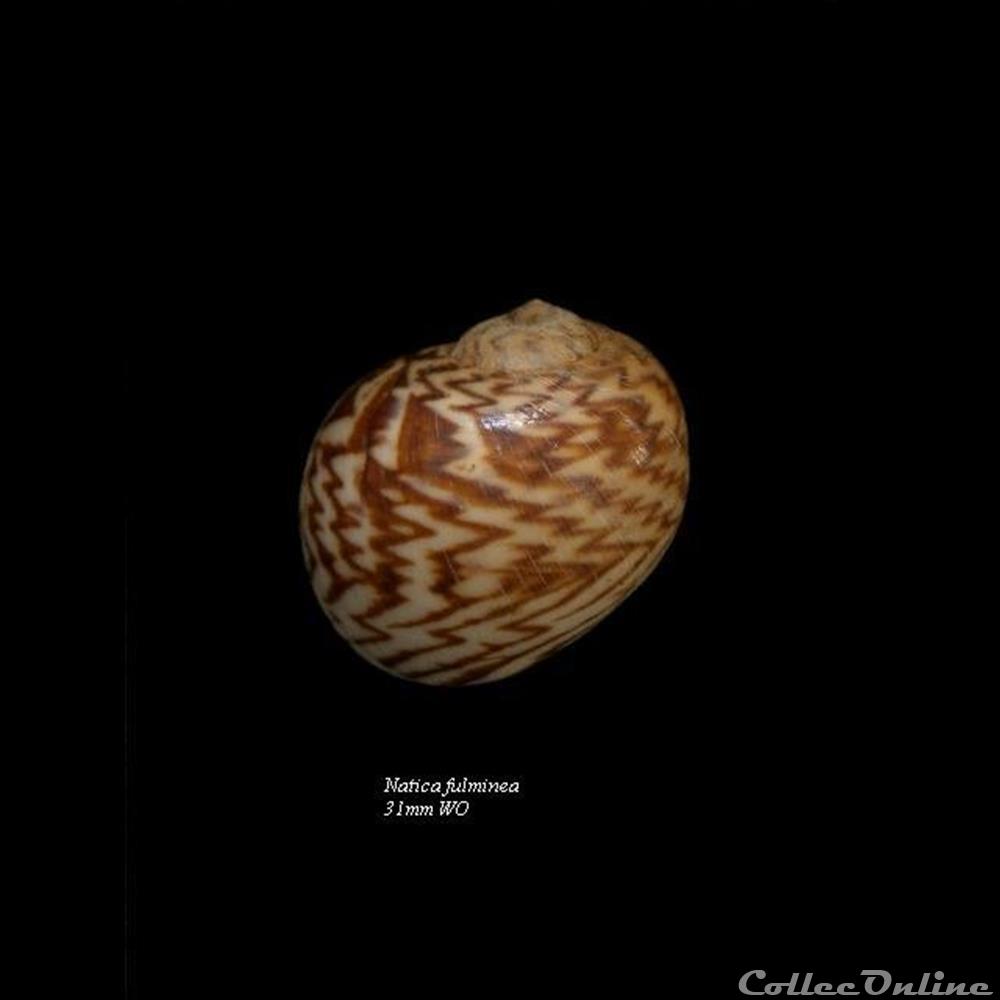 Natica fulminea 31mm WO coquillage fossile gastropodum natica fulminea 31mm wo