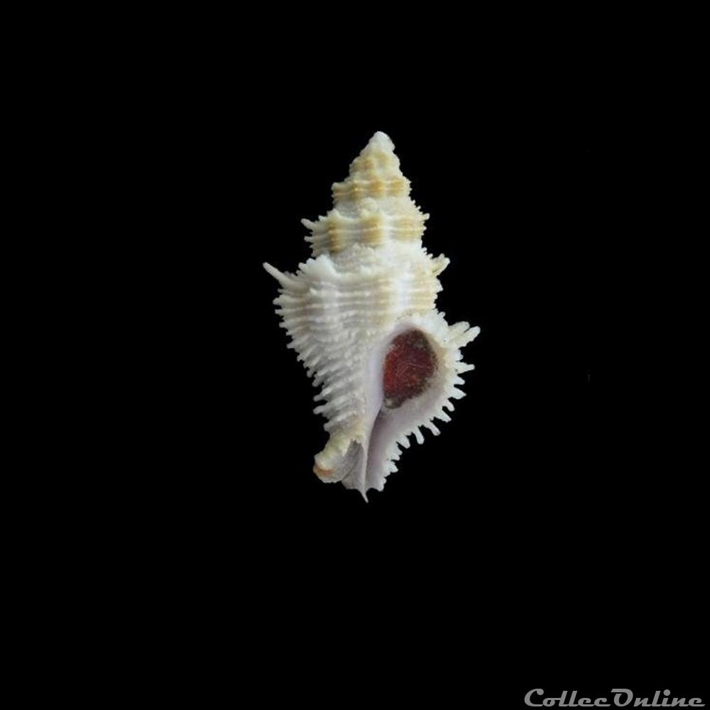 coquillage fossile gastropodum coralliophila fearnleyi 39mm wo